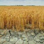 United States, drought threatens wheat harvest