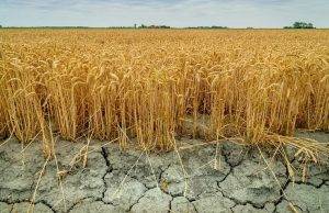 United States, drought threatens wheat harvest