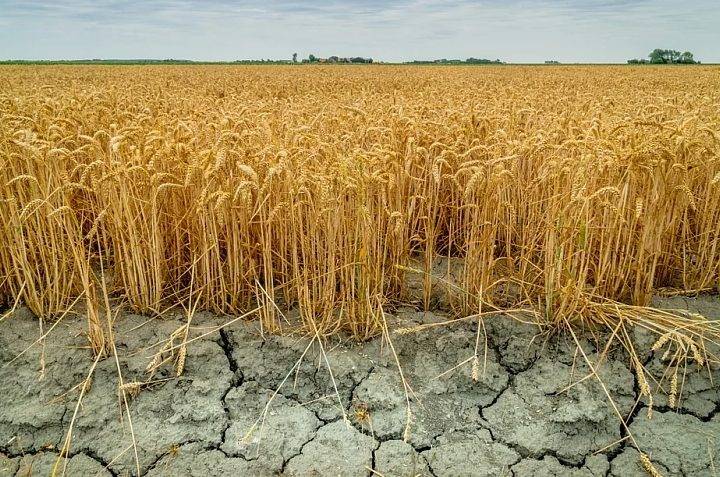 United States, drought threatens wheat harvest