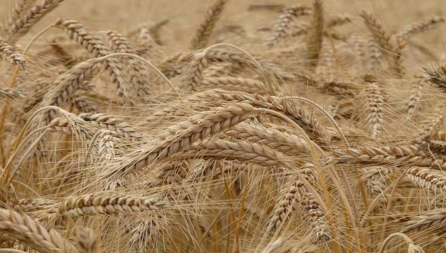 United States, drought threatens wheat harvest