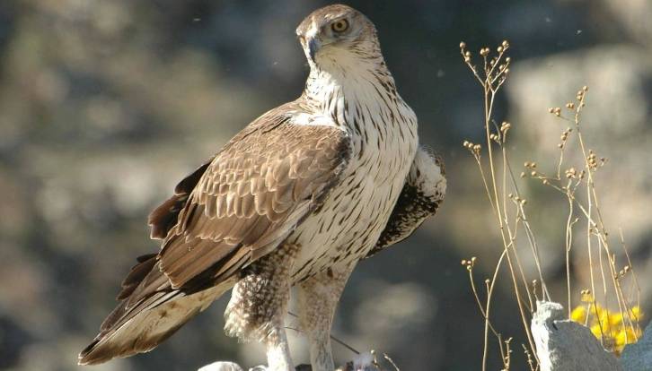 Tech4Nature: Bonelli's eagle conservation